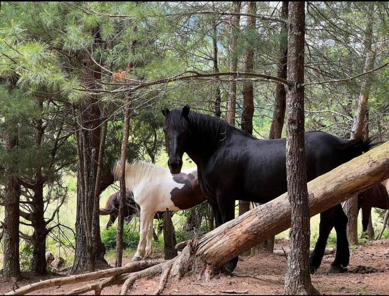 On Dolly Time 1 Mile From Dollywood Villa พิเจนฟอร์จ ภายนอก รูปภาพ